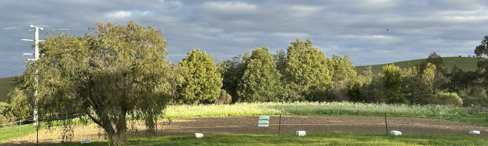 User banner image