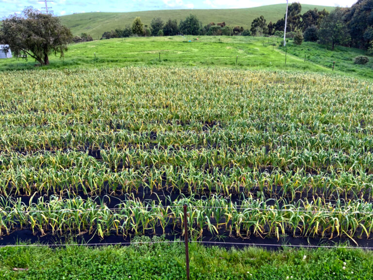 Crop in October 768x576